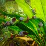 Aquarium Snails Ramshorn & Malaysian Trumpet(Melania) Image 6