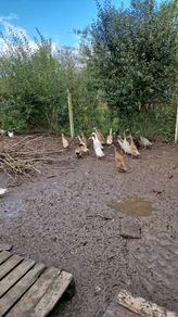 Ducklings