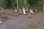 Ducklings