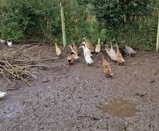 Ducklings