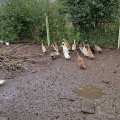 Ducklings