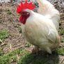rooster Image 2