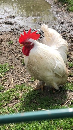 rooster