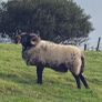 Hog ram for sale Image 2