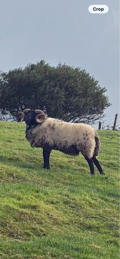 Hog ram for sale
