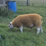 Texel  ram lamb Image 9