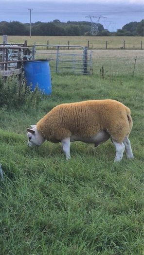 Texel  ram lamb
