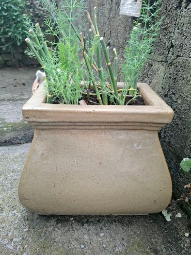 flower pot