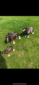 3 horse set