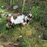 Pygmy goat Image 4
