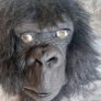 gorilla mask Image 4