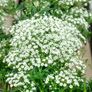 (G) Baby's Breath seeds 1g (883560) Image 3