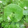 Winter Purslane Irish Seeds Image 2