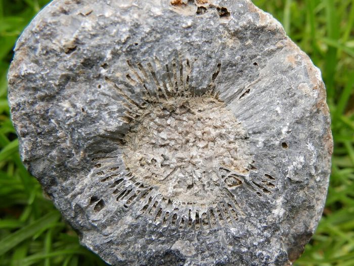 Big Coral fossil w/ complete silicification