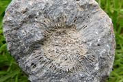 Big Coral fossil w/ complete silicification