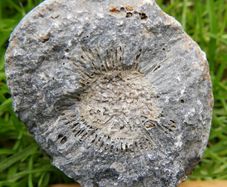 Big Coral fossil w/ complete silicification