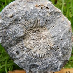Big Coral fossil w/ complete silicification