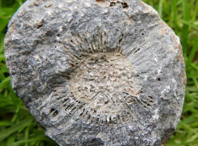 Big Coral fossil w/ complete silicification