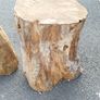 Tree Stumps Image 2