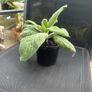 Echium candicans | Pride of Madeira Image 2