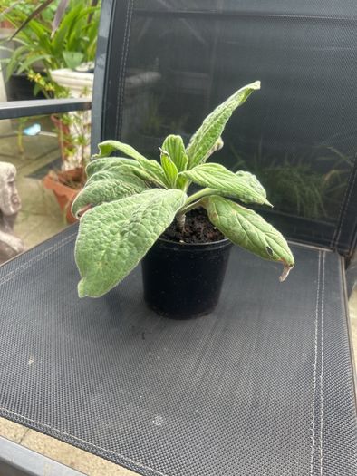 Echium candicans | Pride of Madeira