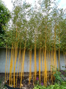 bamboo plants different varieties