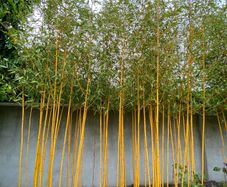 bamboo plants different varieties