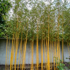 bamboo plants different varieties