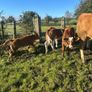 Incalf heifers and heifers with calves at foot Image 4