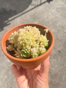 plant