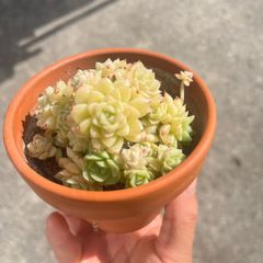 plant