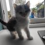 Kittens Image 7