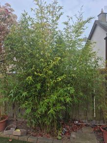 bamboo