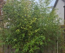 bamboo