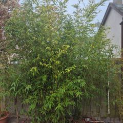 bamboo