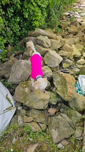 Garden rocks free to take