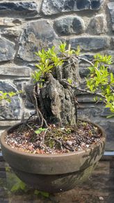 Bonsai