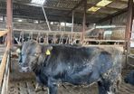 Last Kealod bull