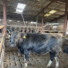 Last Kealod bull
