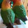 love birds Image 2