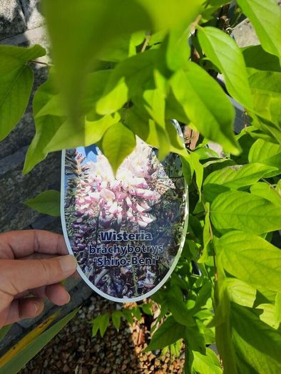 wisteria