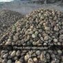 Fresh fodder beet and maize Image 2
