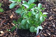 Ashwagandha Plant 14cm Pot