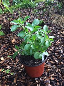 Ashwagandha Plant 14cm Pot