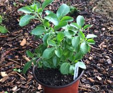 Ashwagandha Plant 14cm Pot