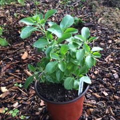 Ashwagandha Plant 14cm Pot