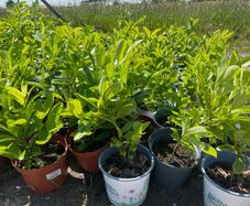 Laurel bushes