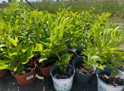 Laurel bushes