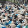 Cull ewes Image 3