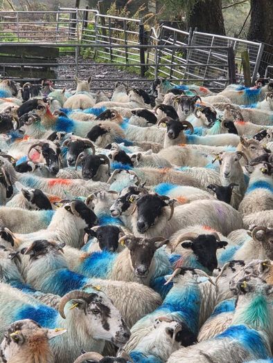 Cull ewes